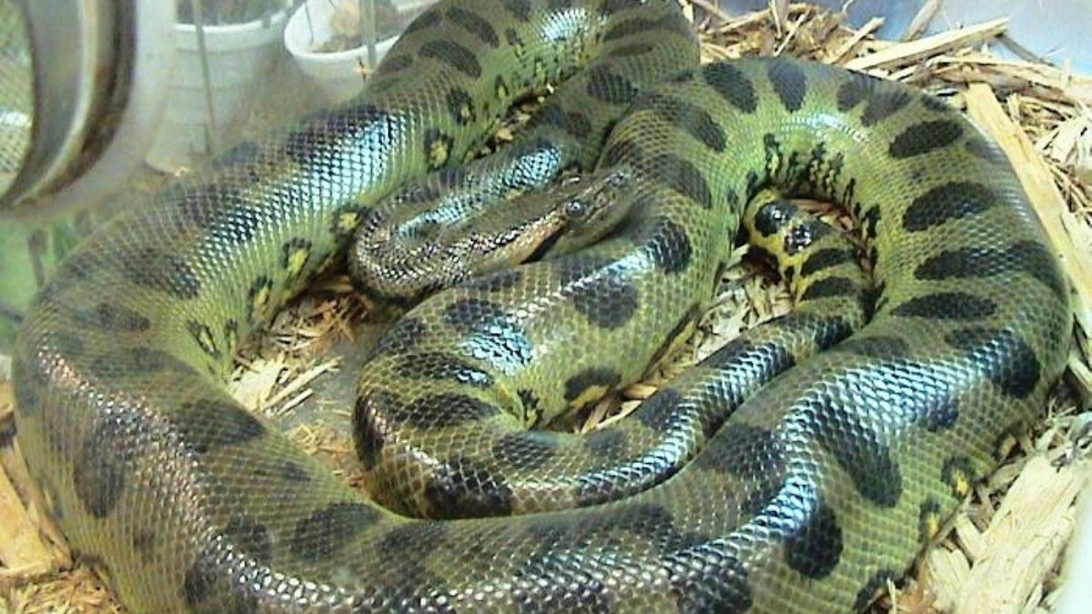 Nova espécie de serpente descoberta na Amazônia equatoriana é a maior do mundo