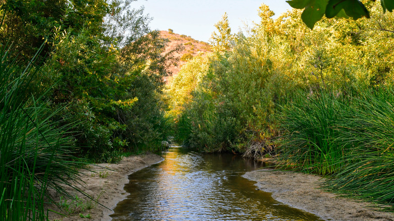 Peaceful trails through the Santa Margarita River Preserve in Fallbrook