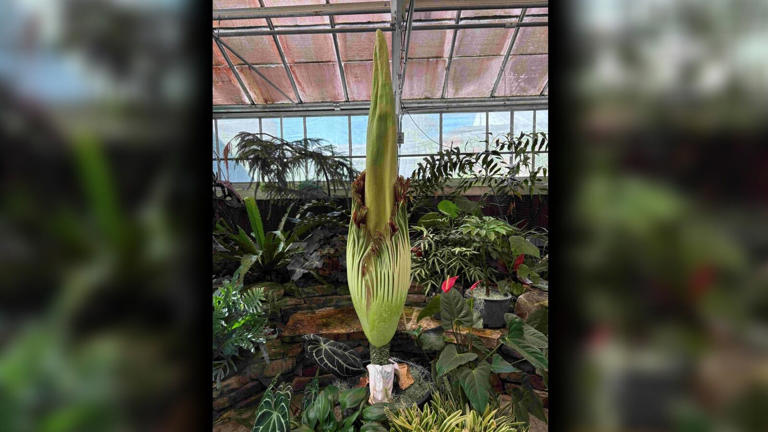 ‘Cadavera,’ UNC Charlotte corpse flower, starting to bloom