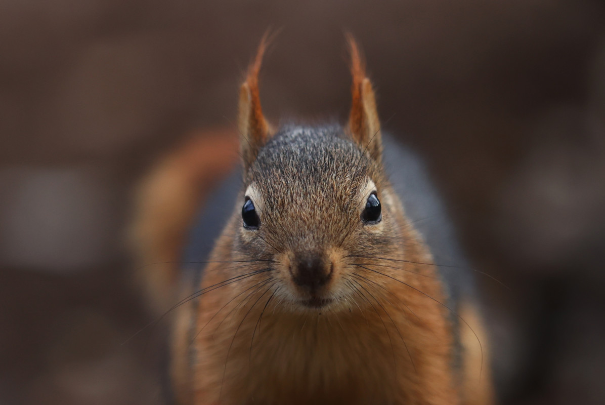 Teen Dies After Being Mistaken for Squirrel in Hunting Accident