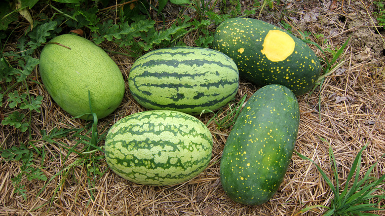 The Rare Watermelon Variety That Looks Like A Sky Full Of Stars