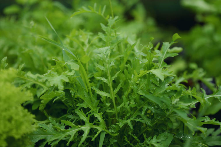 11 vegetables and flowers to plant in October, according to experts