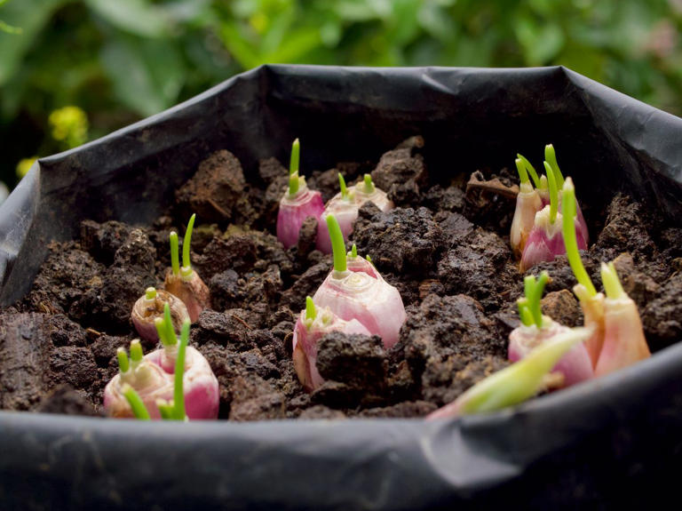 11 vegetables and flowers to plant in October, according to experts