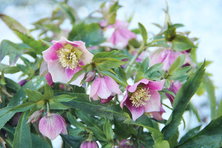 11 vegetables and flowers to plant in October, according to experts