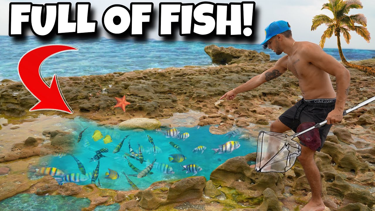 We found a tide pool full of trapped fish!