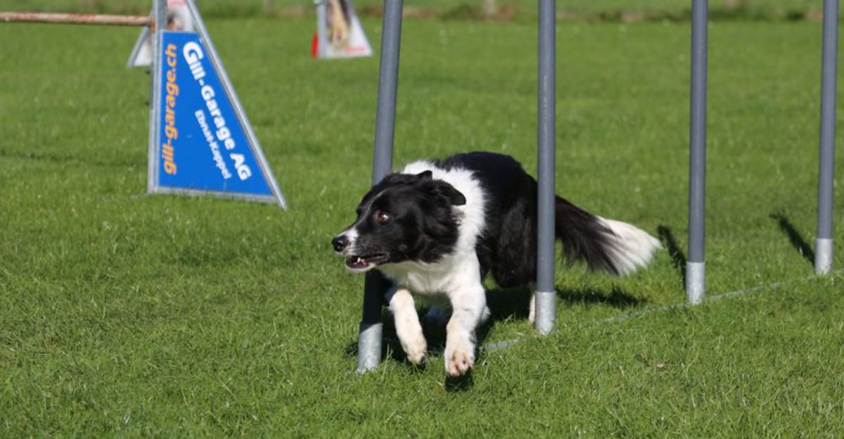 Image showcasing 20 Dog Breeds Known for Their Ease of Training