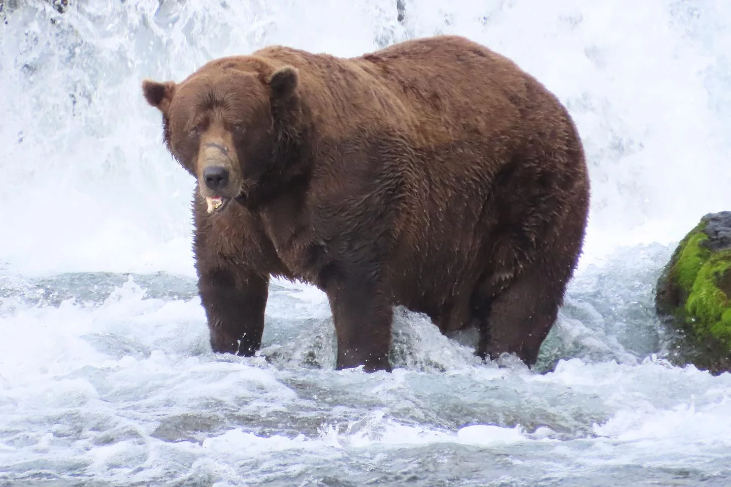 Meet the bears competing to be the 2026 Fat Bear Week champion in ...