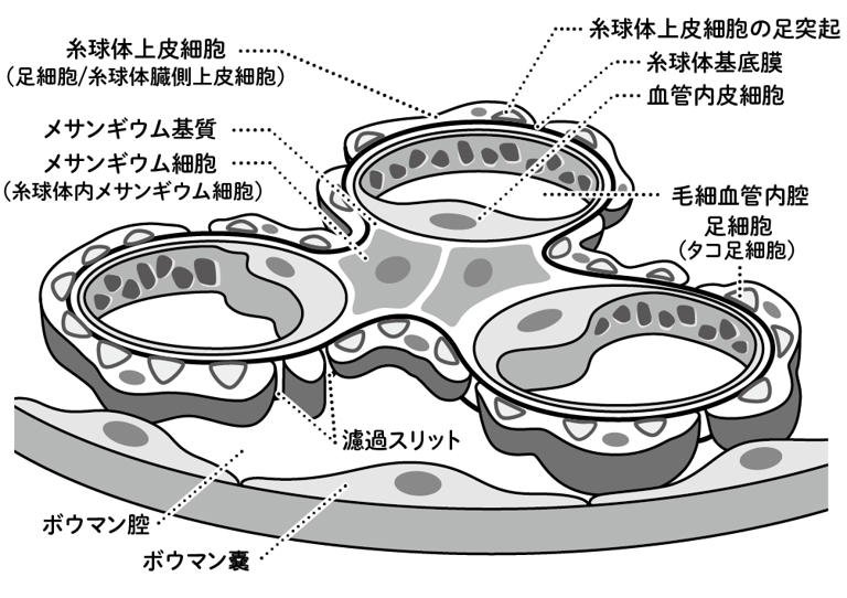 糸球体の微細な構造（図版作成：酒井春）