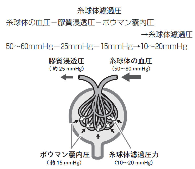 ボウマン 内圧と糸球体濾過圧（図版作成：酒井春）