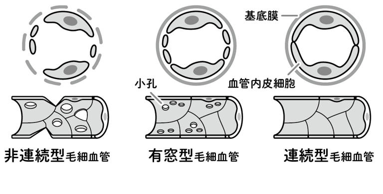 3種類の毛細血管の構造（図版作成：酒井春）