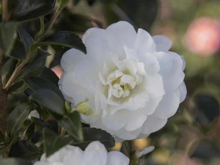 This fall-blooming camellia produces gorgeous ruffled flowers year ...