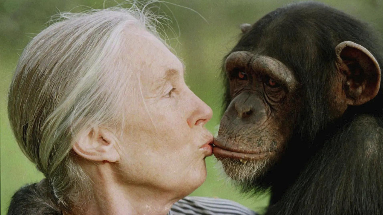 The Unassuming Giant: Exploring Jane Goodall's Height and its Impact on Her Groundbreaking Career