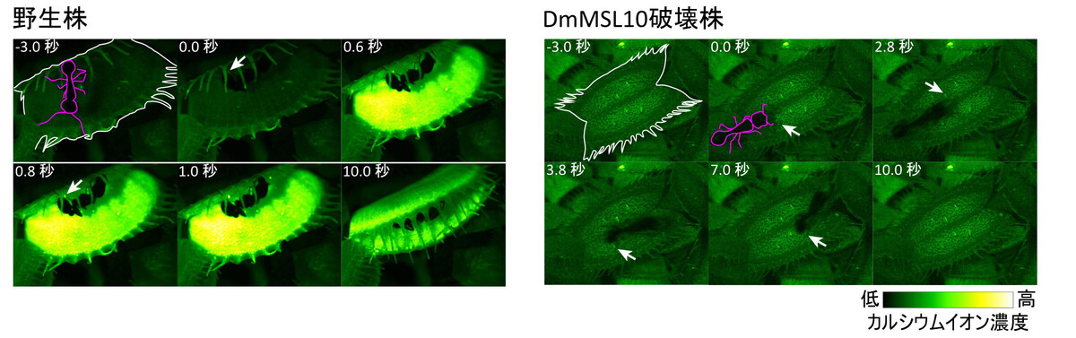 Japan team unravels Venus flytrap’s complex touch sensor mechanism