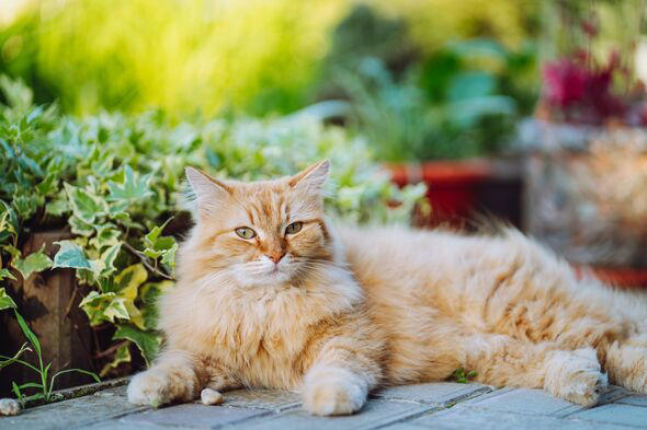 Cats stop using gardens as toilet when you waft smell they 'hate'