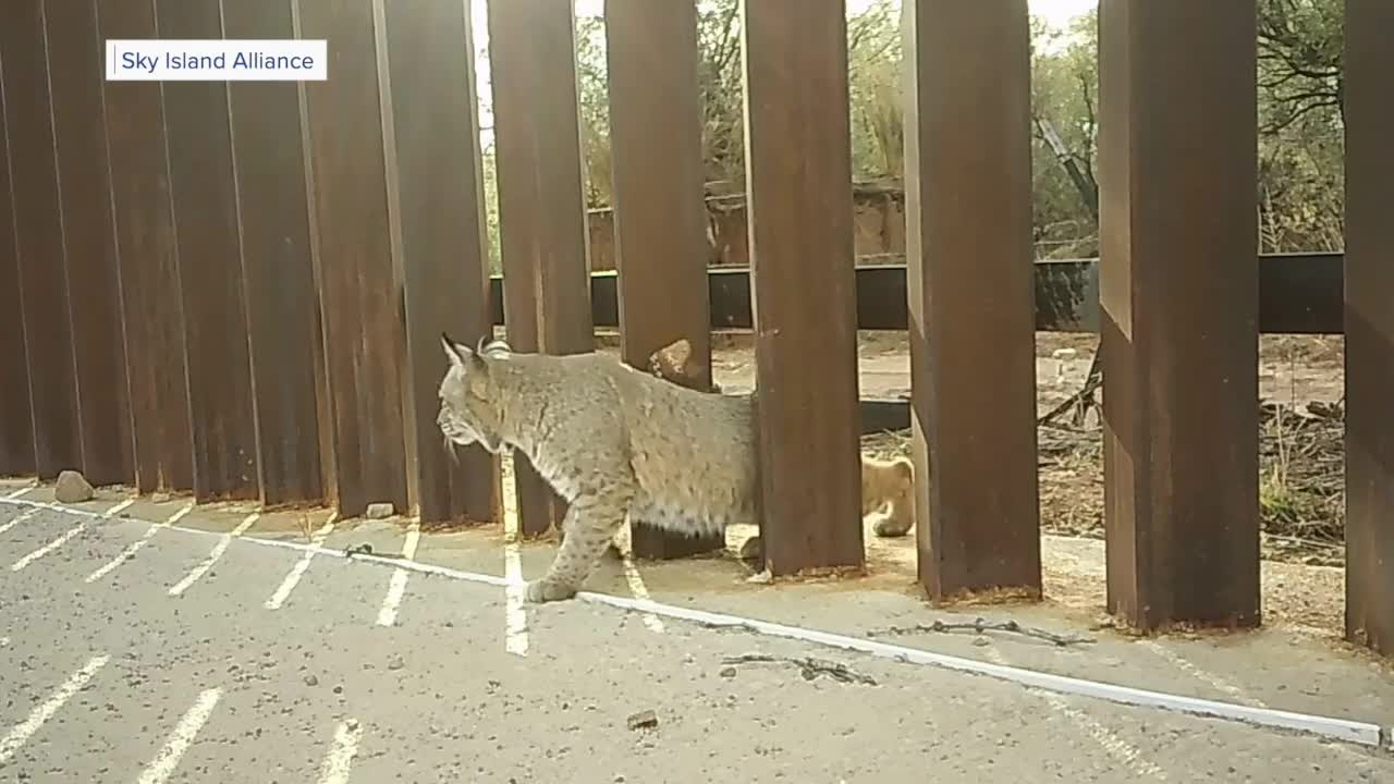 Construction begins on 27 miles of border wall through wildlife corridor