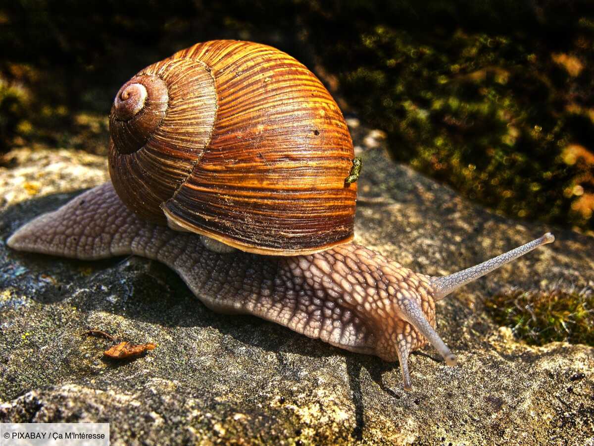 Estce que les escargots peuvent nager — free download