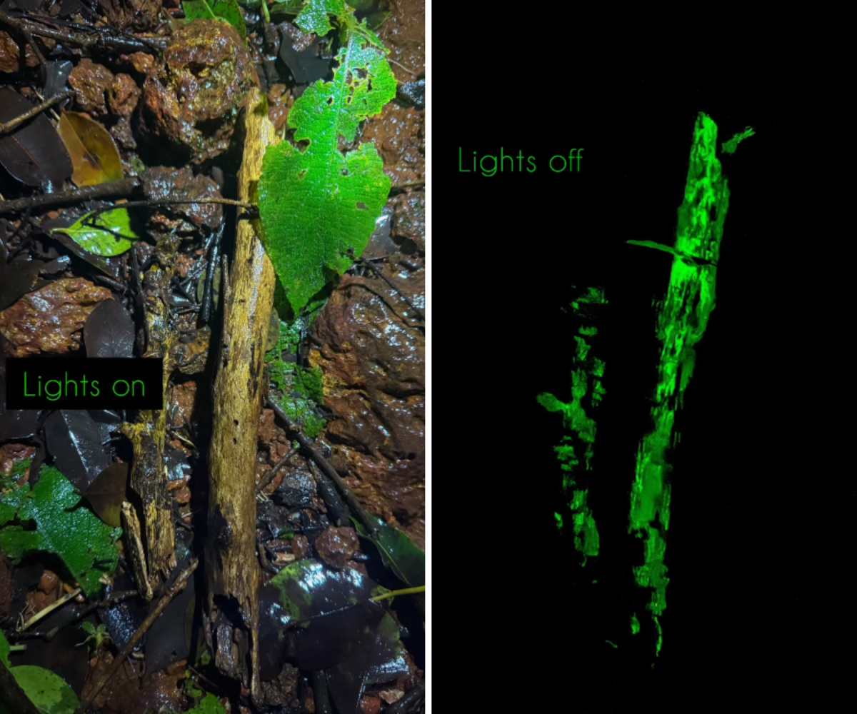 AA1NJANn Ahli Safari Menangkap Kulit Bambu yang Bercahaya Seperti Tidak Pernah Terjadi Sebelumnya di Hutan yang Padat