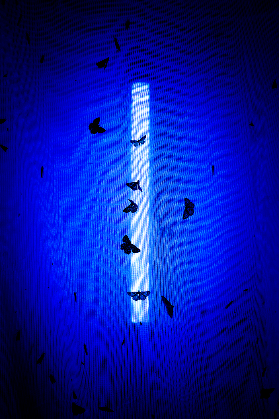 AA1NJHNj Kegiatan untuk Mengurutkan Genom Semua Hal