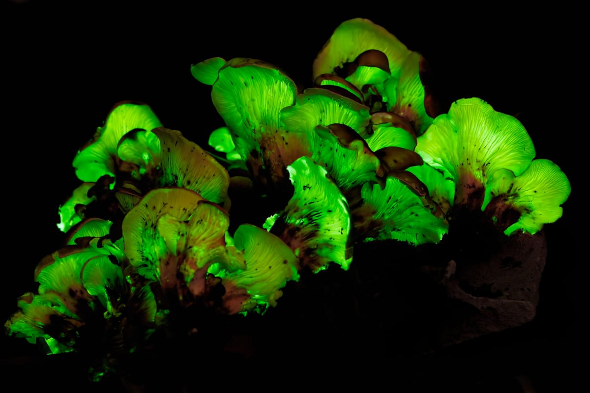 AA1NJK4l Ahli Safari Menangkap Kulit Bambu yang Bercahaya Seperti Tidak Pernah Terjadi Sebelumnya di Hutan yang Padat