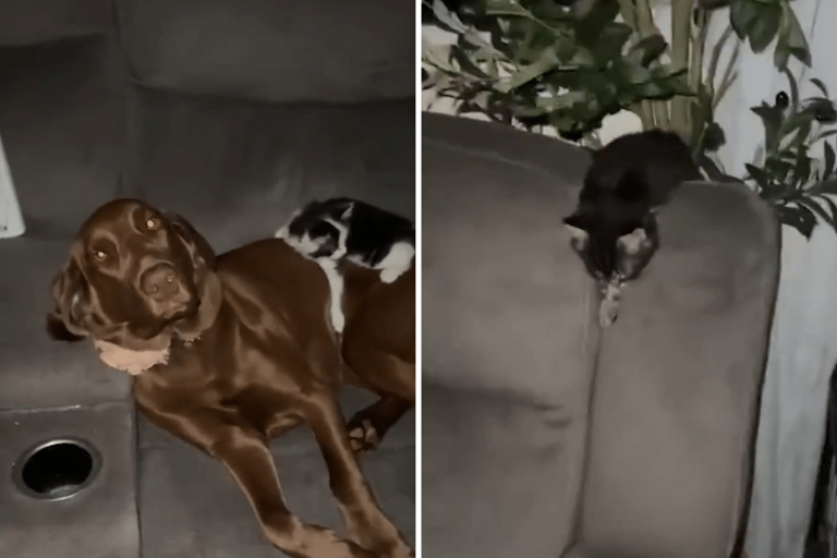Labrador lets kittens out at obsessed with aftermath