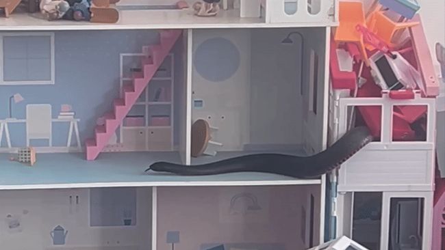 Definitely Not Child's Play as Venomous Snake Slithers Into Doll's House