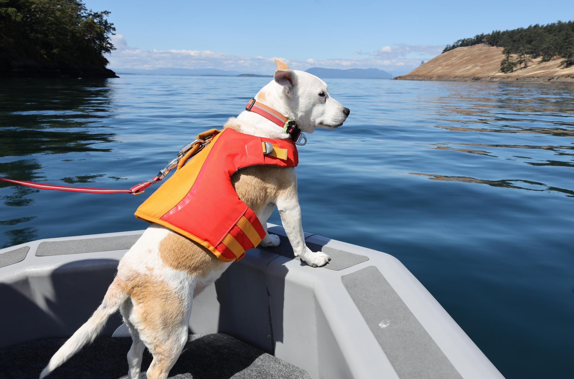 Dogs and drones: how scientists are saving Washington’s endangered orcas