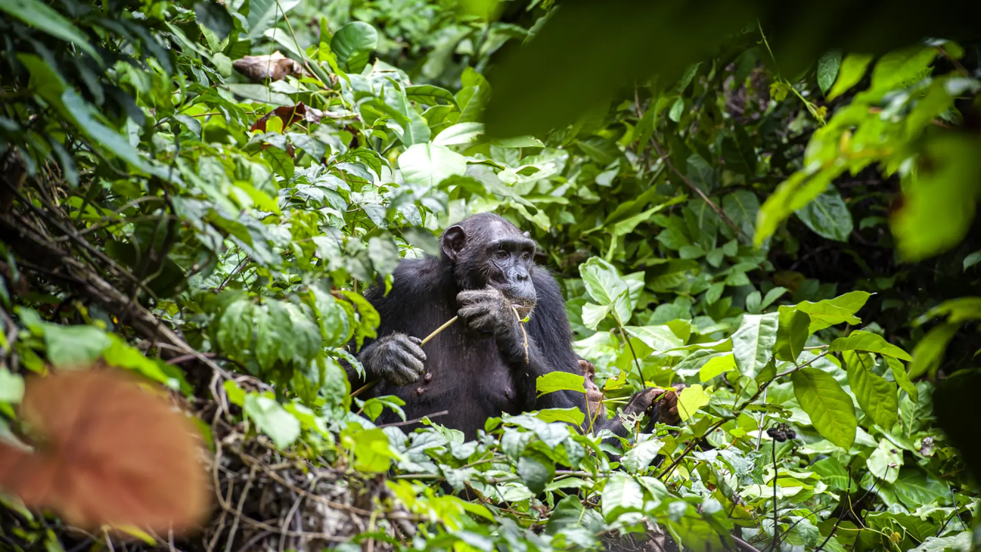 Los humanos no somos el único animal racional: los chimpancés pueden ...