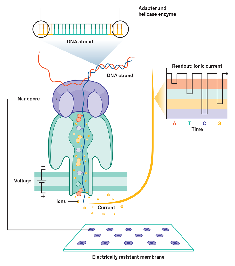 AA1NJvxO Kegiatan untuk Mengurutkan Genom Semua Hal