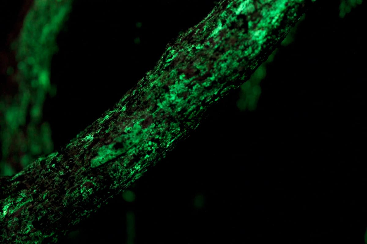 AA1NJygS Ahli Safari Menangkap Kulit Bambu yang Bercahaya Seperti Tidak Pernah Terjadi Sebelumnya di Hutan yang Padat