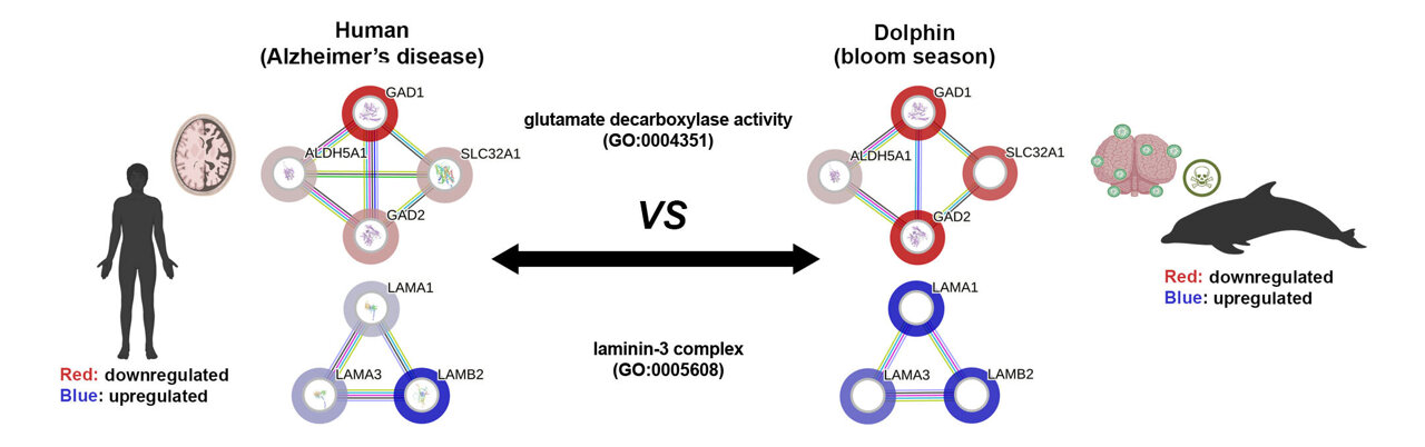AA1NK1fm Apakah lumba-lumba yang terdampar menderita penyakit Alzheimer?