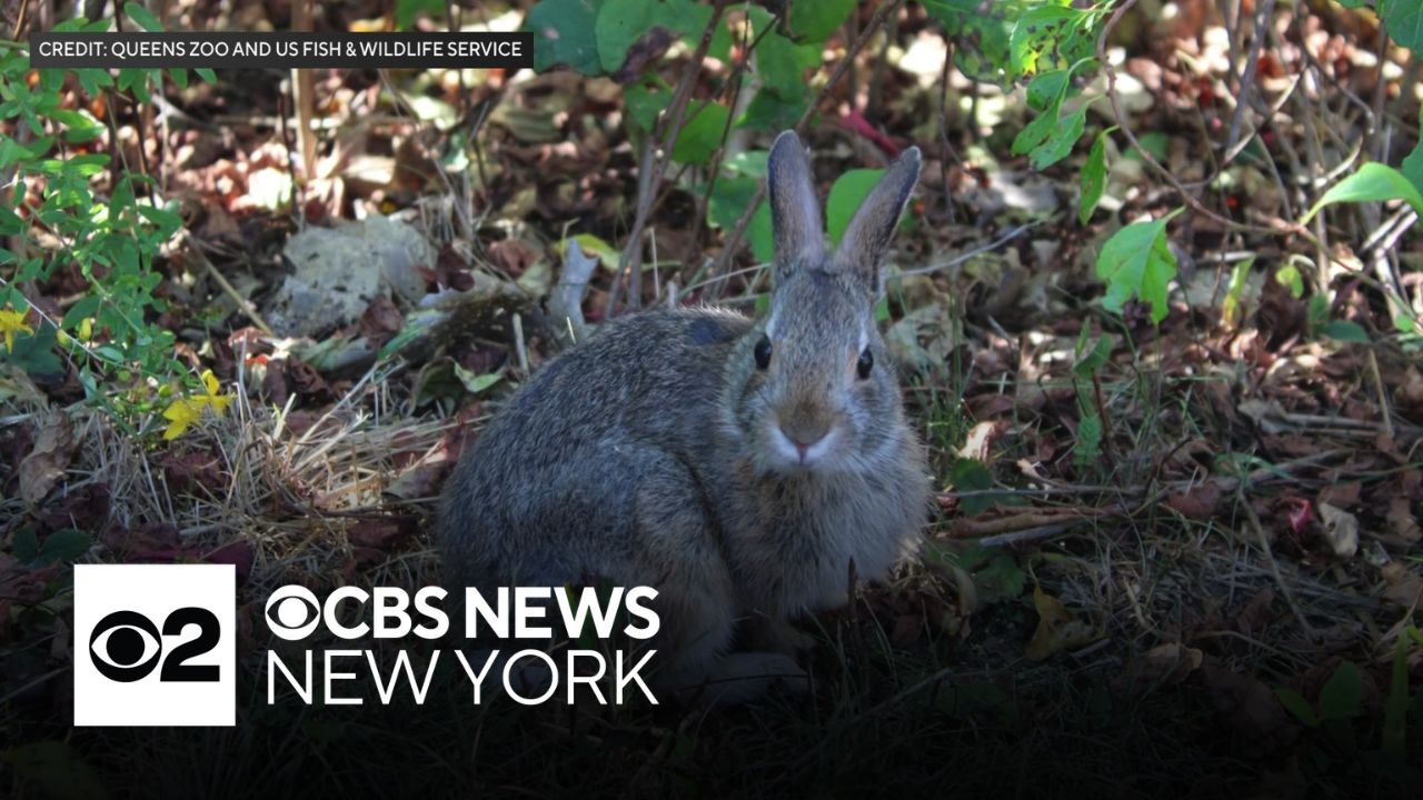 Queens Zoo releases baby rabbits into the wild