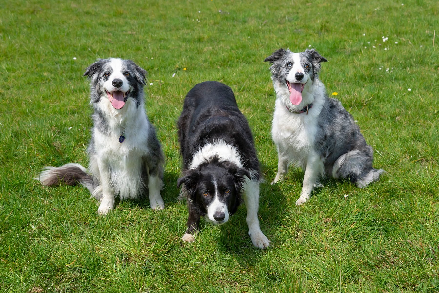 18 Smartest Dog Breeds Ranked For Intelligence