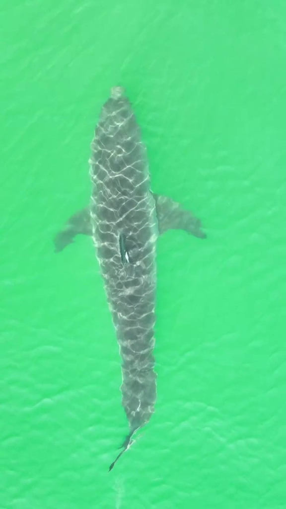 AA1NKFBH Ahli mengharapkan lonjakan ikan hiu putih besar di Cape Cod musim gugur ini