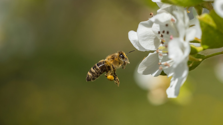 AA1NKGrB Teknik Menanam yang Sudah Berabad-abad yang Dapat Meningkatkan Kesehatan dan Panen Pohon Buah Anda
