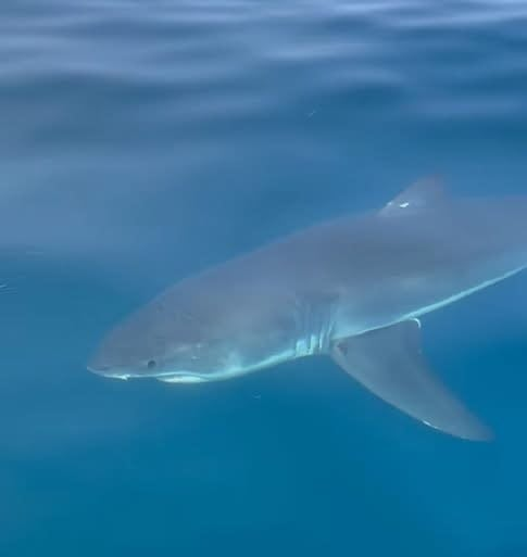AA1NKP7H Ahli mengharapkan lonjakan ikan hiu putih besar di Cape Cod musim gugur ini