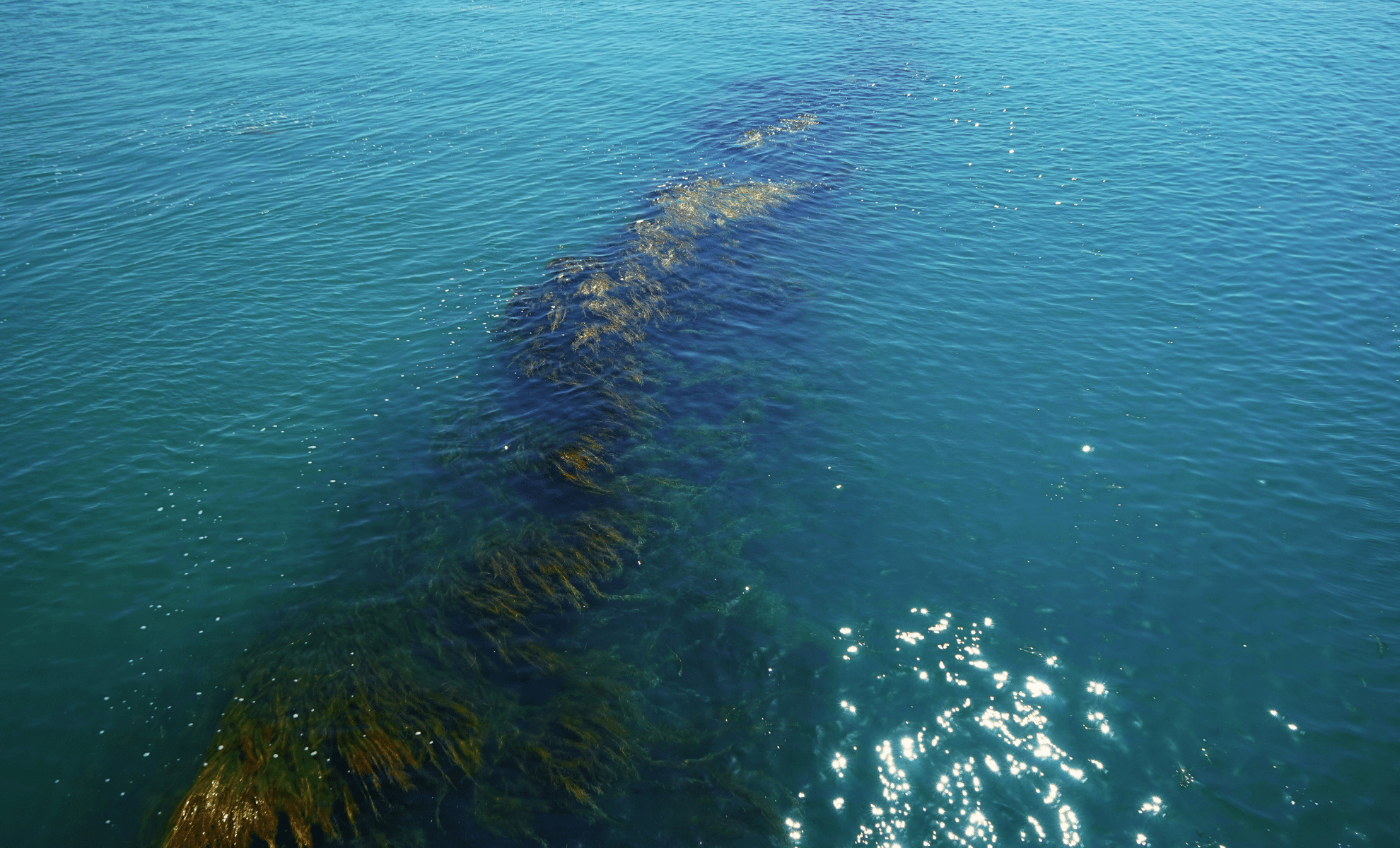A Mysterious Giant Brown Ribbon Emerges in the Atlantic Scientists