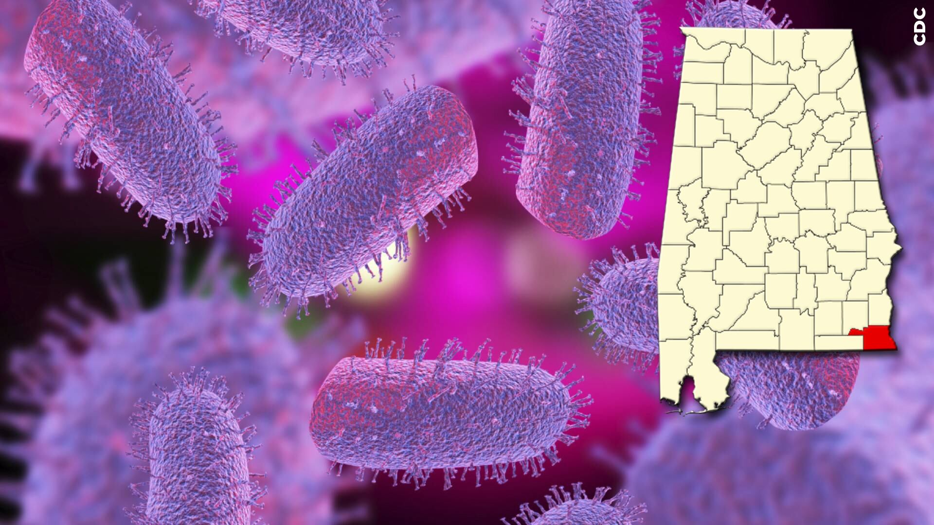 Third case of rabies confirmed in Houston County