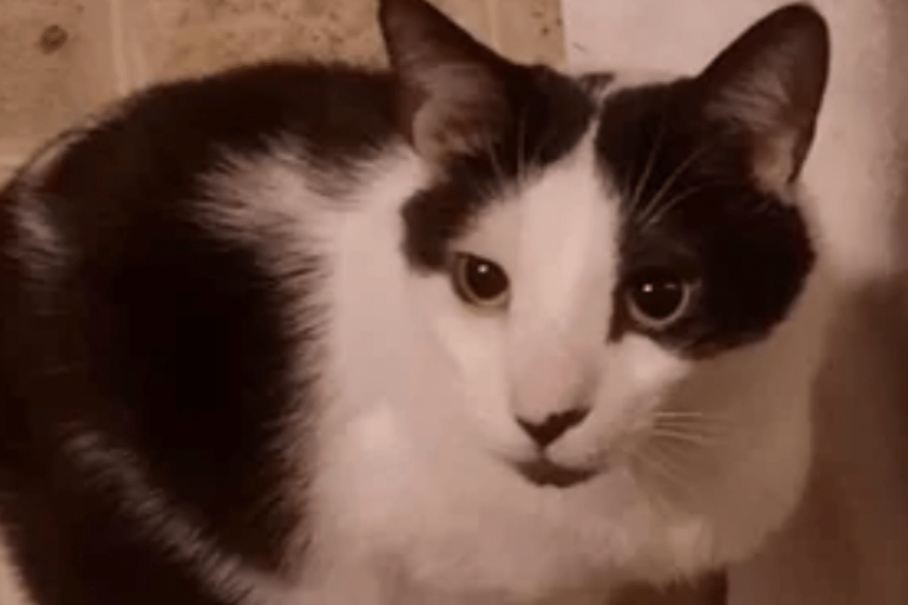 AA1NKsiV Pemilik kucing mendapat tagihan dokter hewan sebesar 6.000 dolar untuk penyakit misterius—lalu mengetahui kebenarannya