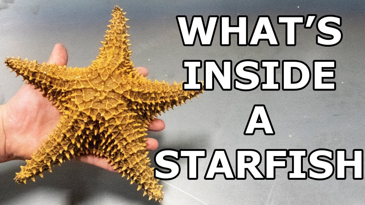 Starfish cut in half with water!