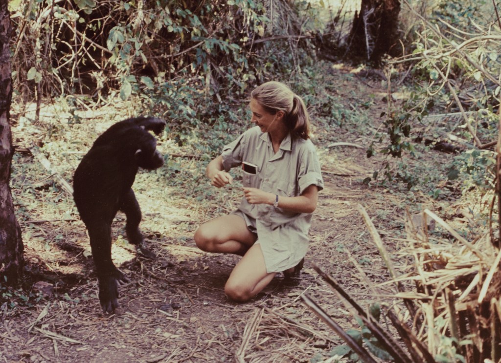 AA1NKwaE Jane Goodall membuat namanya tanpa gelar, tanpa pengalaman: Ia mendapatkan pekerjaan sebagai pelayan dan menyisihkan 'setiap sen' untuk tiket satu arah ke Afrika.