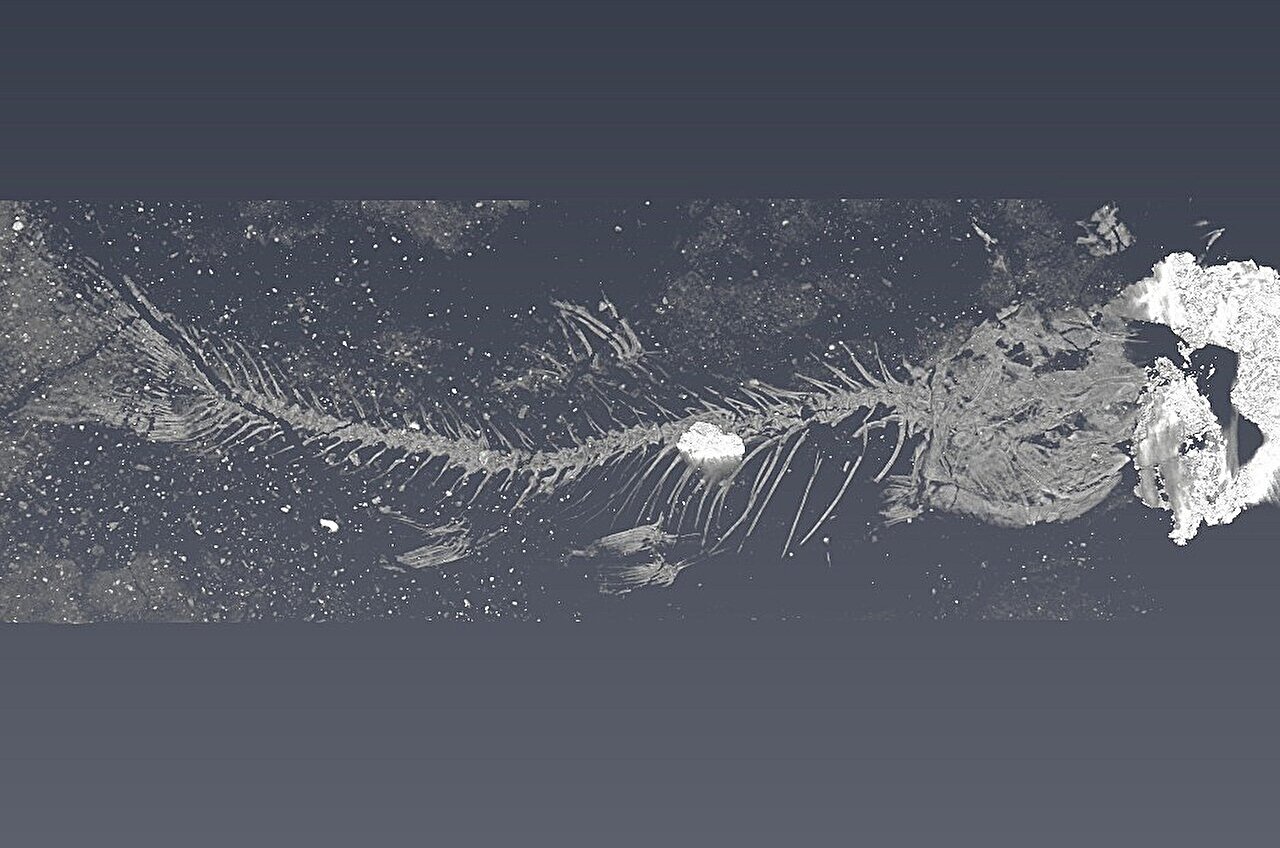 AA1NL1nK Tulang telinga yang terfosilisasi menulis ulang sejarah ikan air tawar