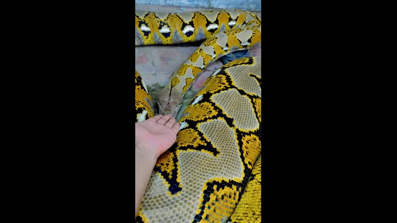 Calm reticulated python reacts to owner in Subang, Java, Indonesia