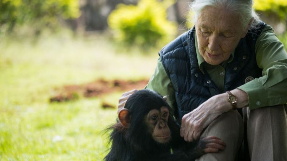 AA1NLg4s Dari penggunaan alat hingga perang — inilah 5 cara Jane Goodall merevolusi pemahaman kita tentang kera pithan