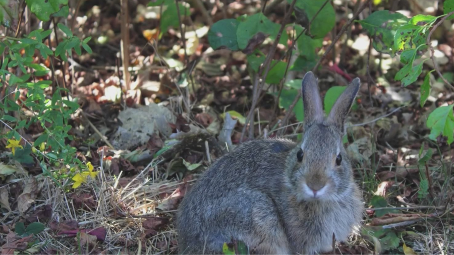 Queens Zoo works to save New England’s rare cottontail rabbit