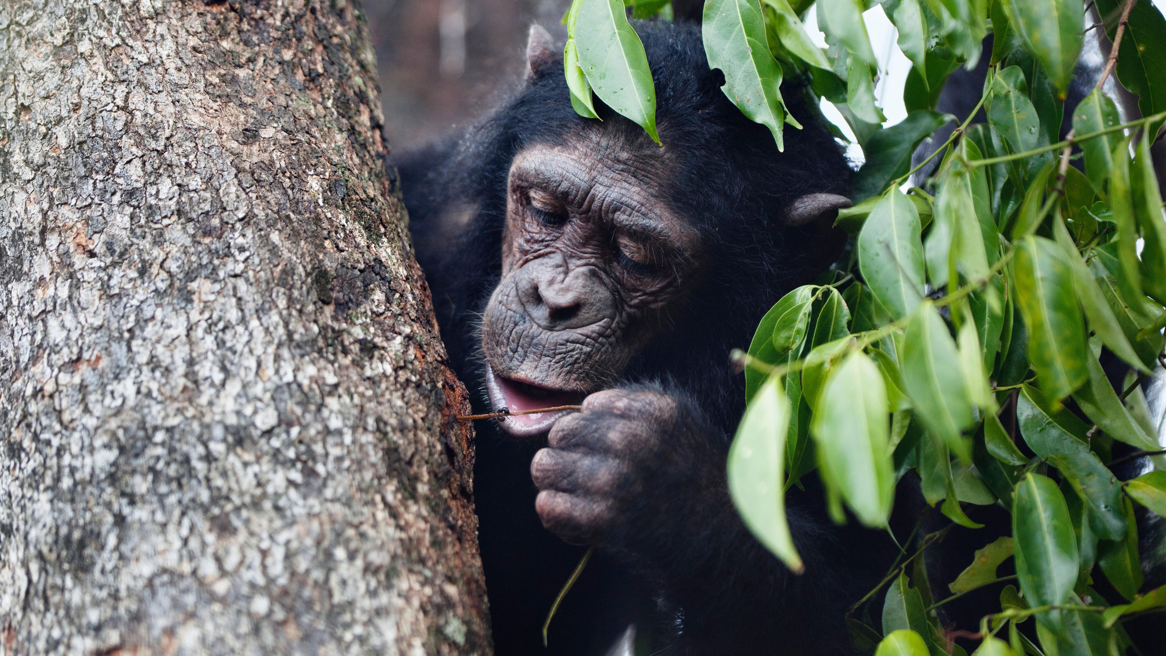 AA1NLlhj Dari penggunaan alat hingga perang — inilah 5 cara Jane Goodall merevolusi pemahaman kita tentang kera pithan