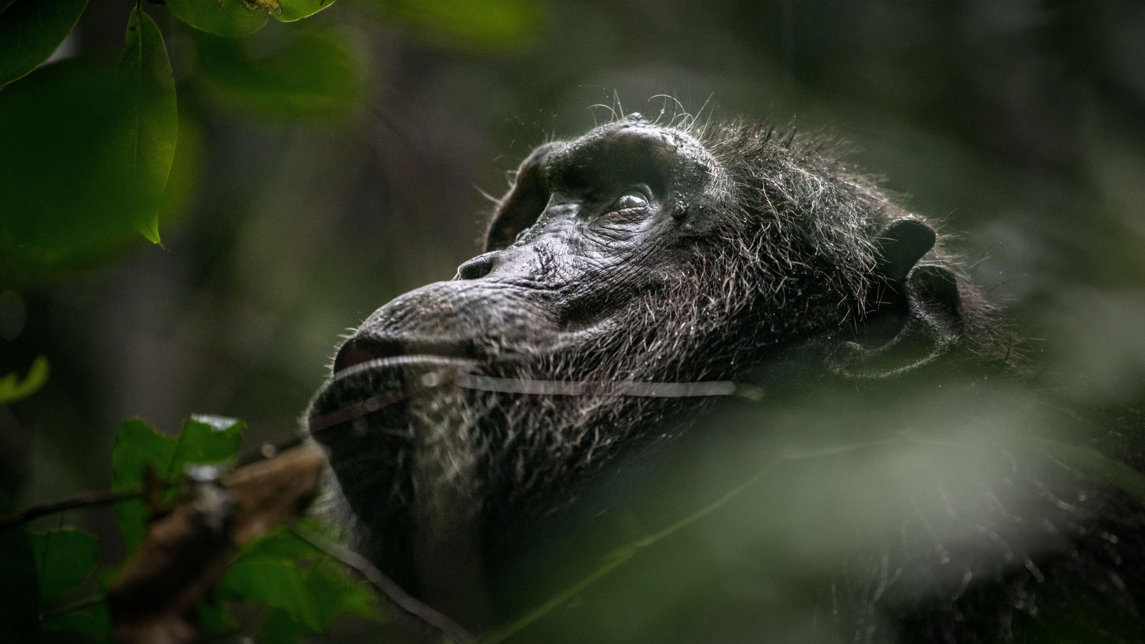 AA1NLxty Dari penggunaan alat hingga perang — inilah 5 cara Jane Goodall merevolusi pemahaman kita tentang kera pithan