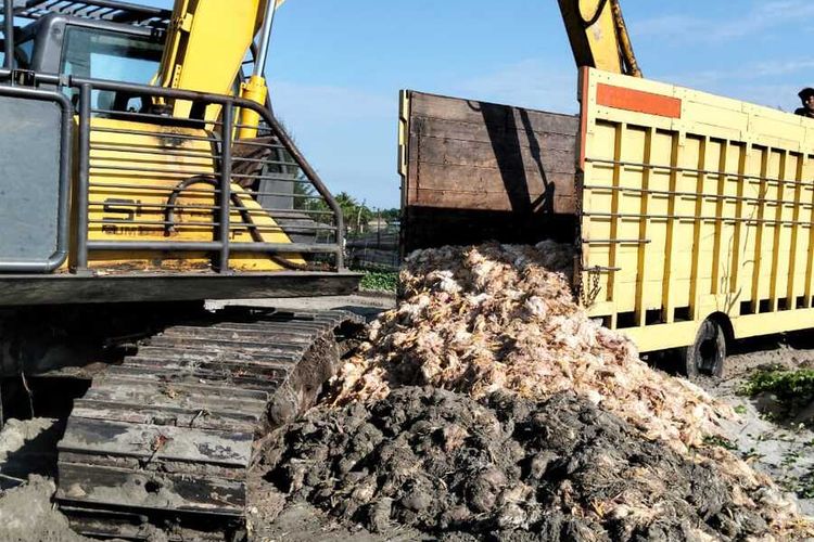 18 Ribu Ayam Warga Aceh Mati Saat Listrik Padam, PLN Tunggu Hasil Investigasi