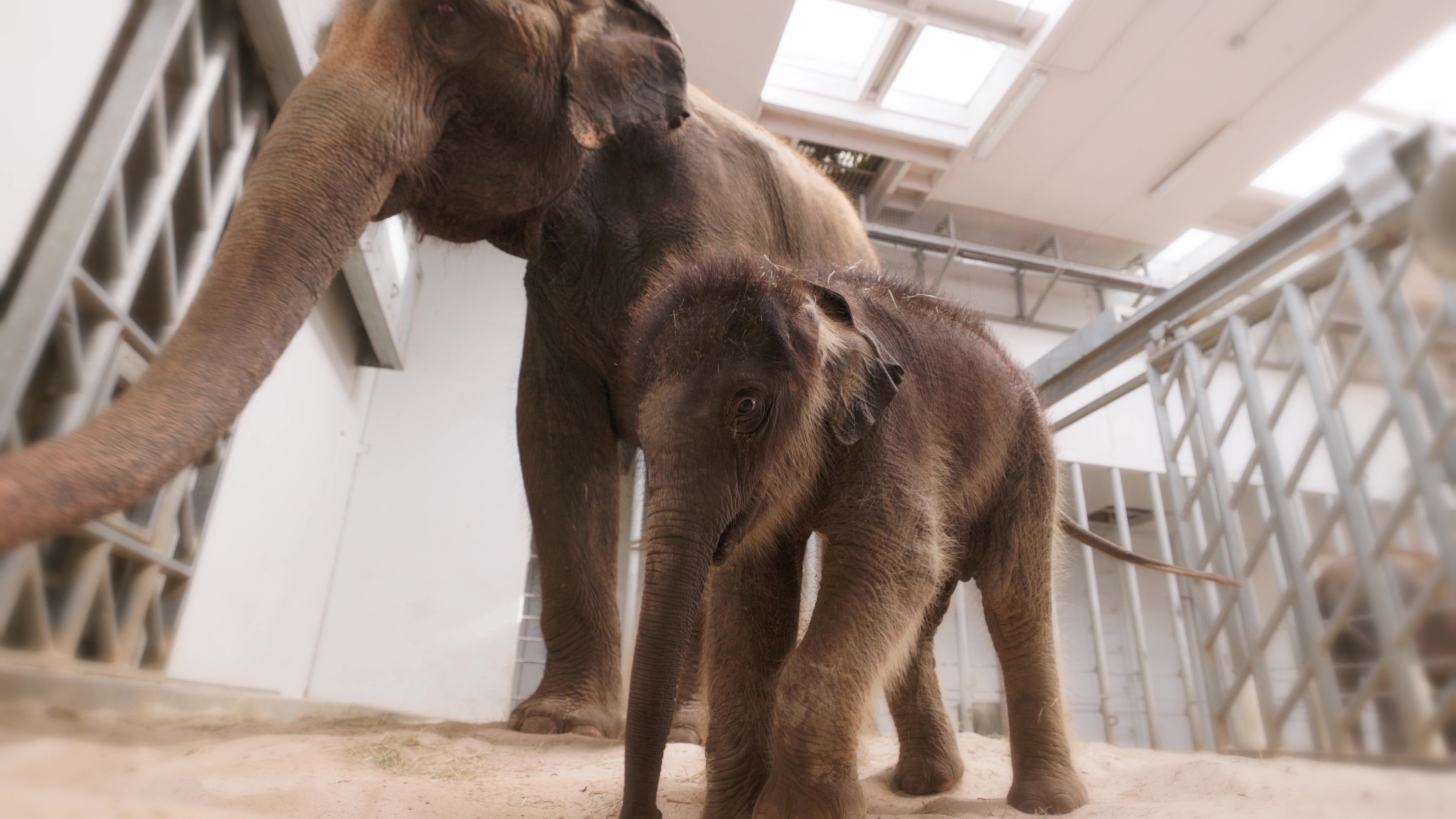 footage-shows-adorable-baby-elephant-taking-its-first-steps