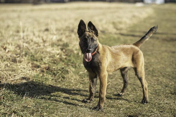 Five dog breeds prone to destructive behaviours when unhappy