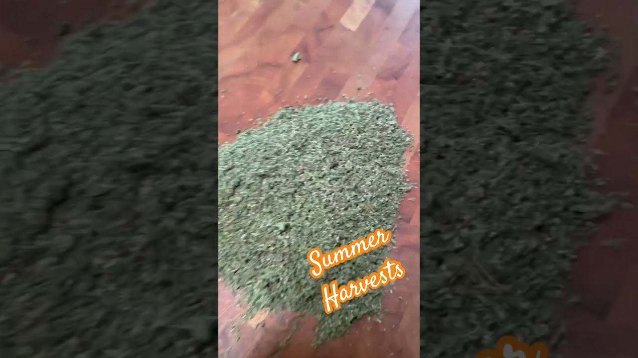 How to dry fresh summer herbs at home to maximize flavor all year long